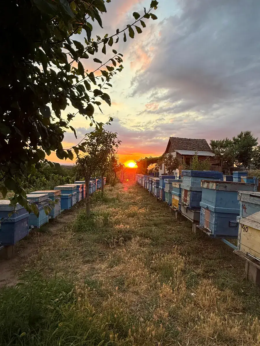 Stupii familiei Ghițoiu la apus, în livada din Maglavit