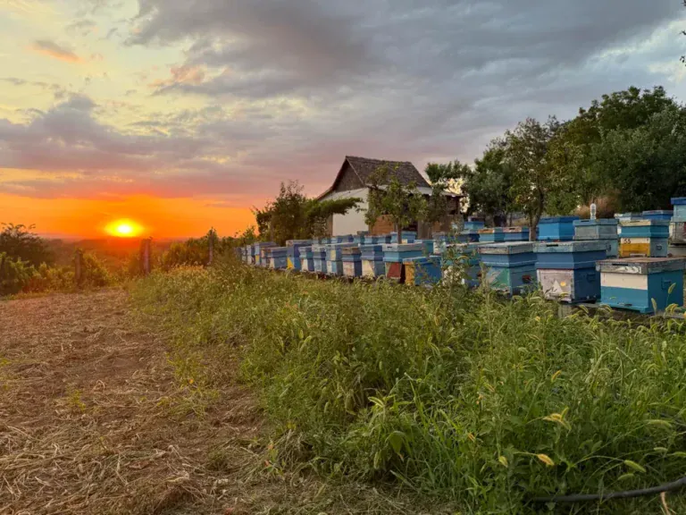 Rândul de stupi la apus, în Maglavit