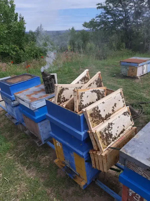 Rame cu albine sprijinite de un stup, lângă afumător