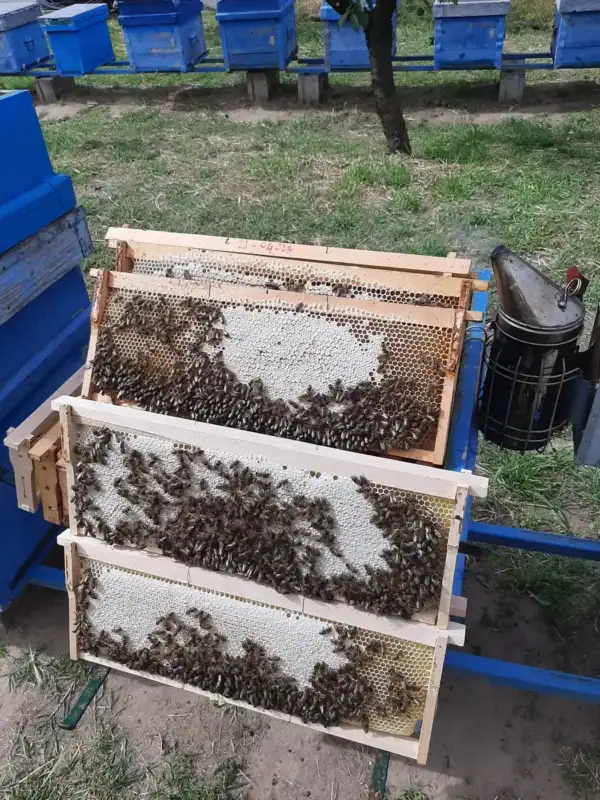 Trei rame cu miere căpăcită, cu albine